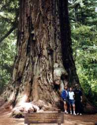 Redwood near San Francisco